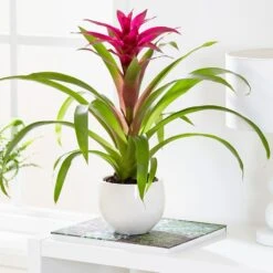 Guzmania 'Voilà '