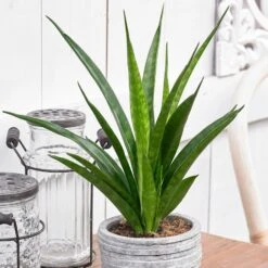 Sansevieria Kirkii 'Friends'