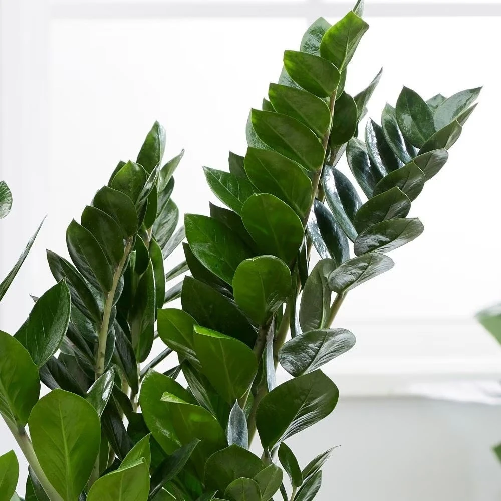 Zamioculcas Zamiifolia - Image 4