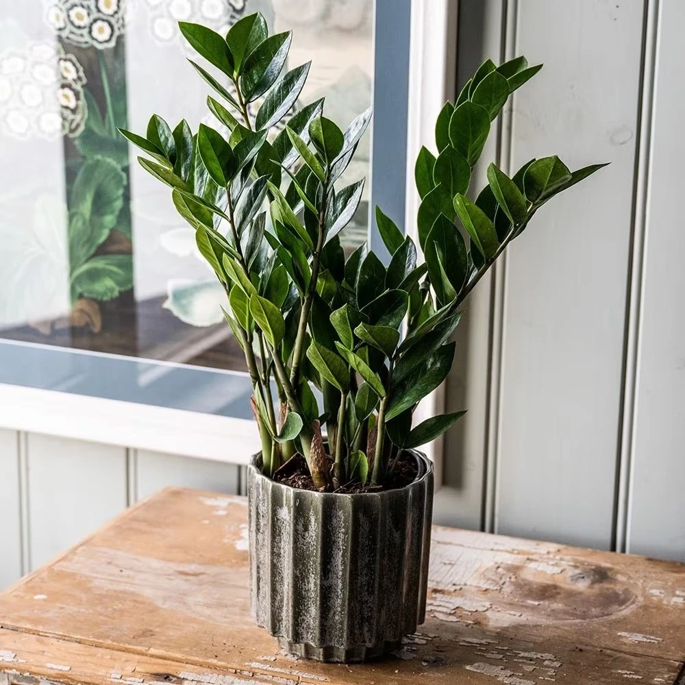 Zamioculcas Zamiifolia - Image 5