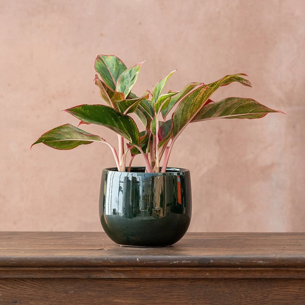 Aglaonema 'Crete' - Image 2
