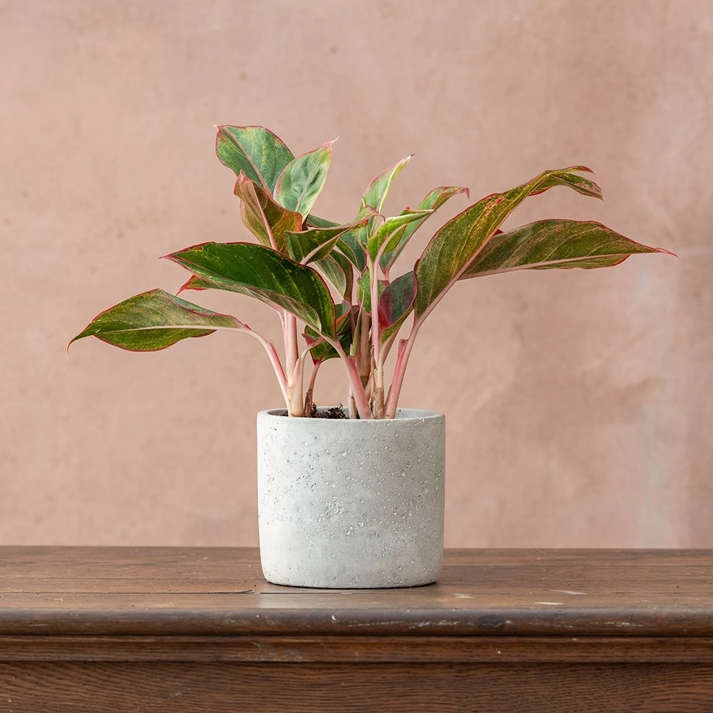 Aglaonema 'Crete' - Image 3