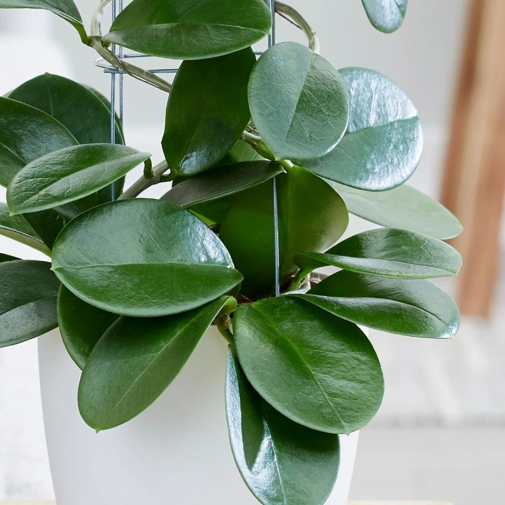 Hoya Australis - Image 2