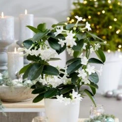 Stephanotis Floribunda