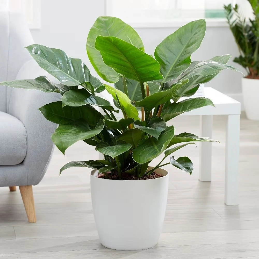 Philodendron 'Imperial Green' - Image 2