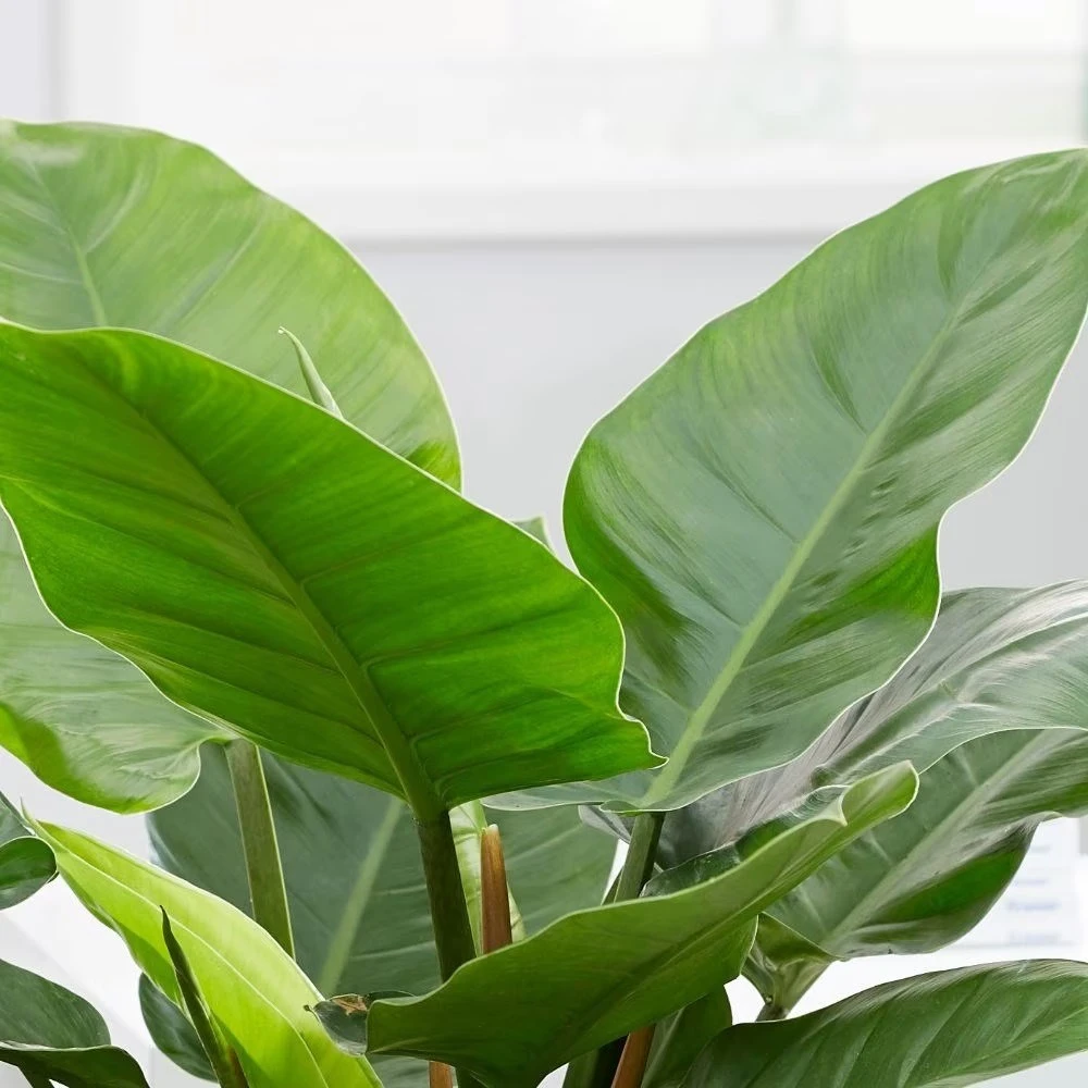Philodendron 'Imperial Green' - Image 4