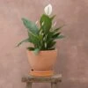 Spathiphyllum Bingo Cupido ('Spapril') (PBR)