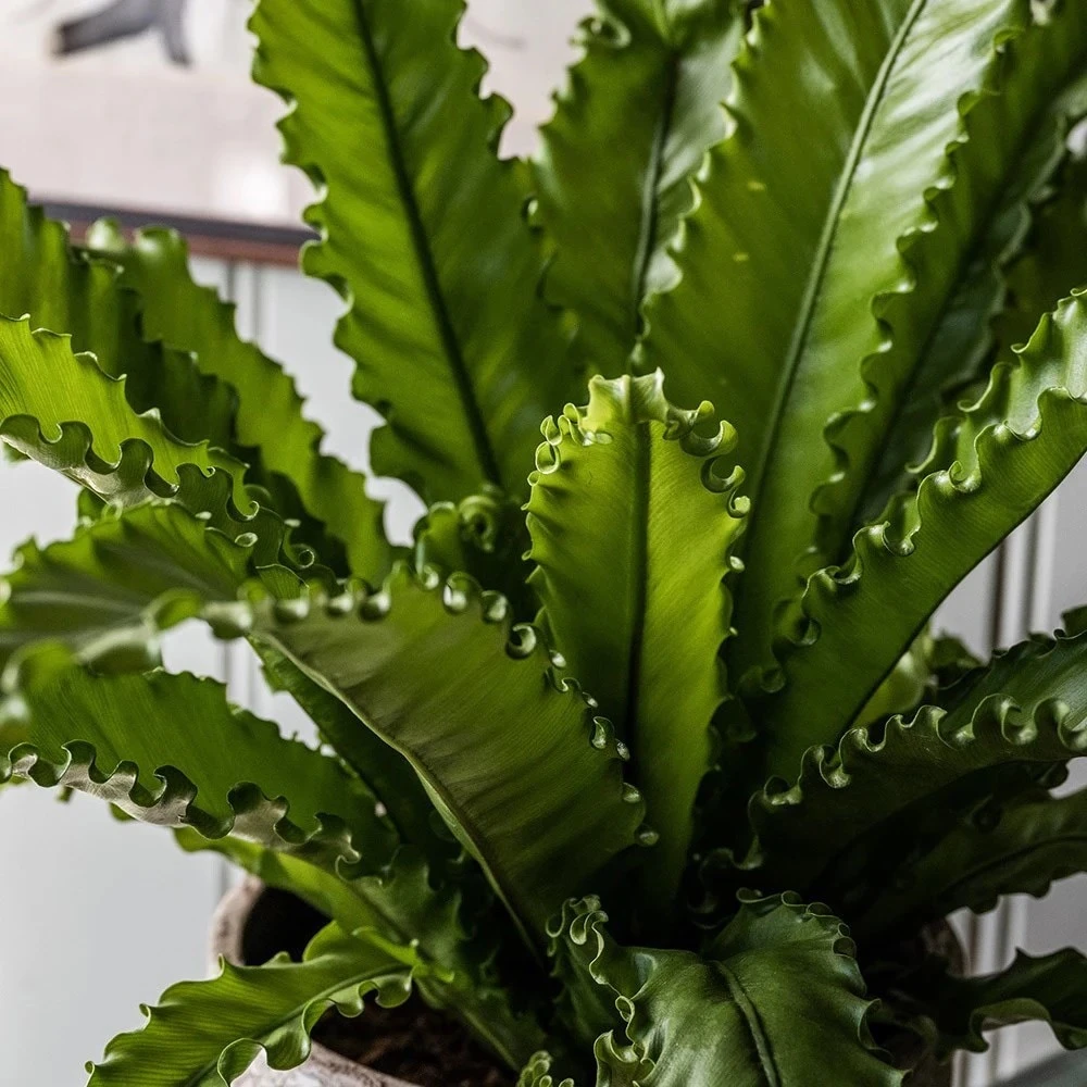 Asplenium Antiquum 'Osaka' - Image 2