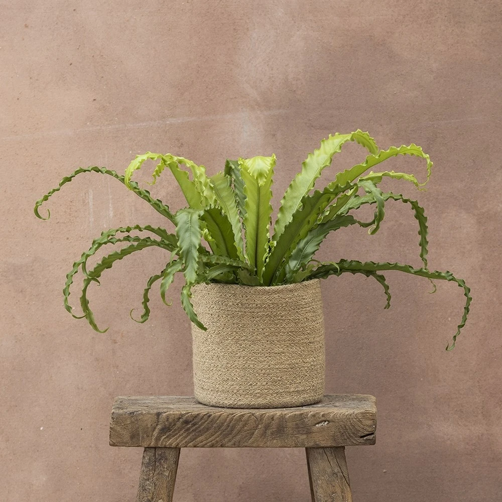 Asplenium Antiquum 'Osaka' - Image 3