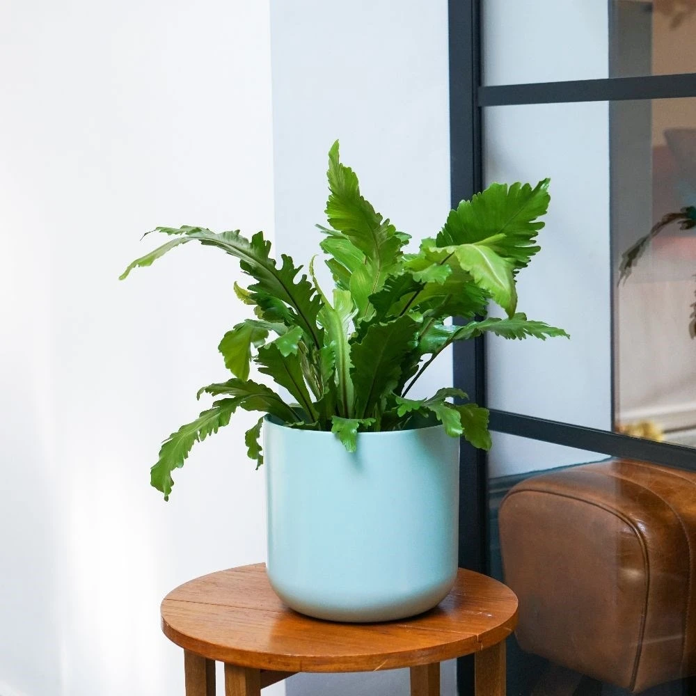 Asplenium Nidus 'Campio' (PBR) - Image 3