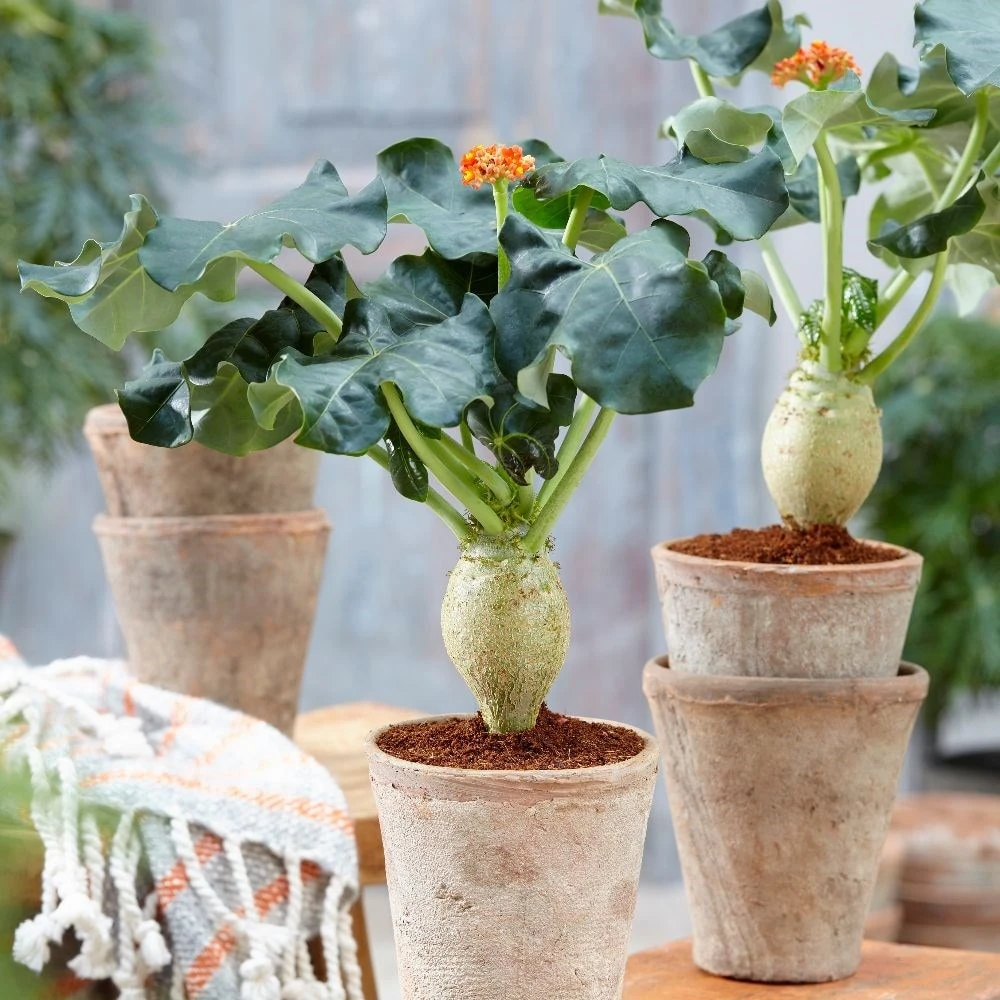 Jatropha Podagrica - Image 4