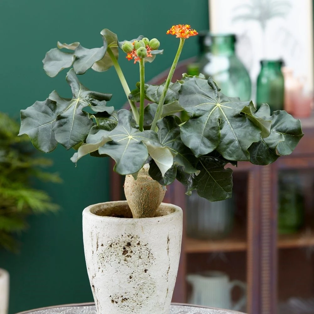 Jatropha Podagrica - Image 5