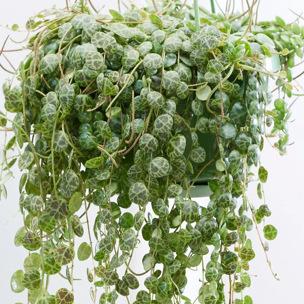 Peperomia Prostrata - Image 2