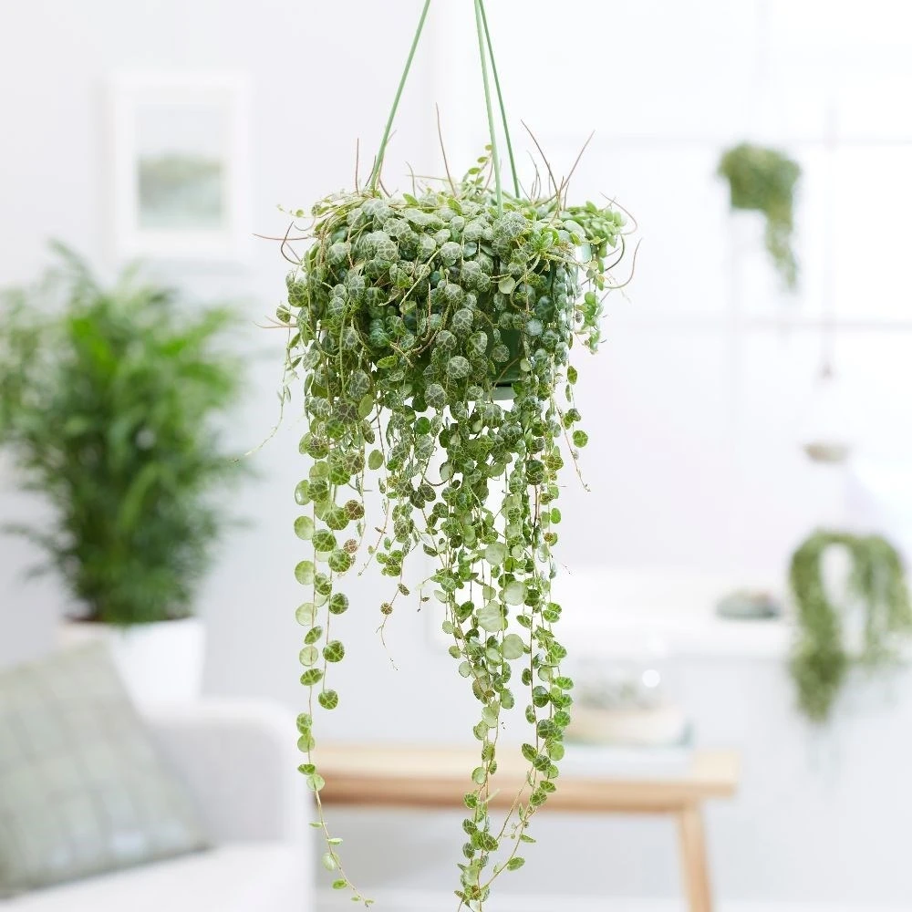 Peperomia Prostrata - Image 3