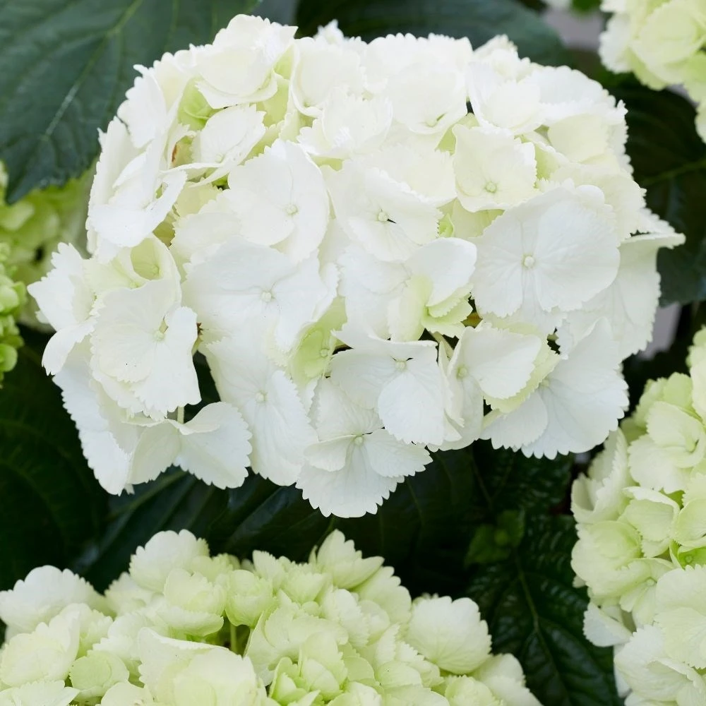 Hydrangea Macrophylla 'Schneeball' - Image 2