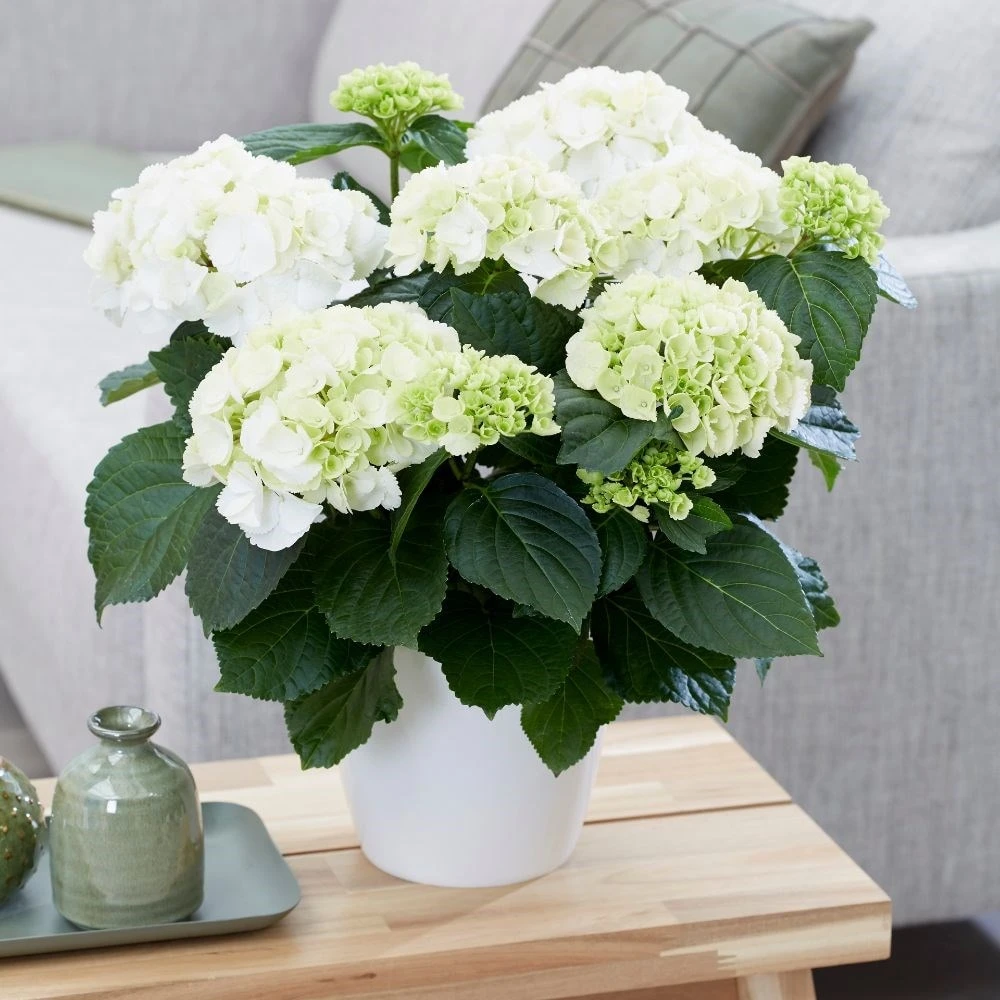 Hydrangea Macrophylla 'Schneeball' - Image 3