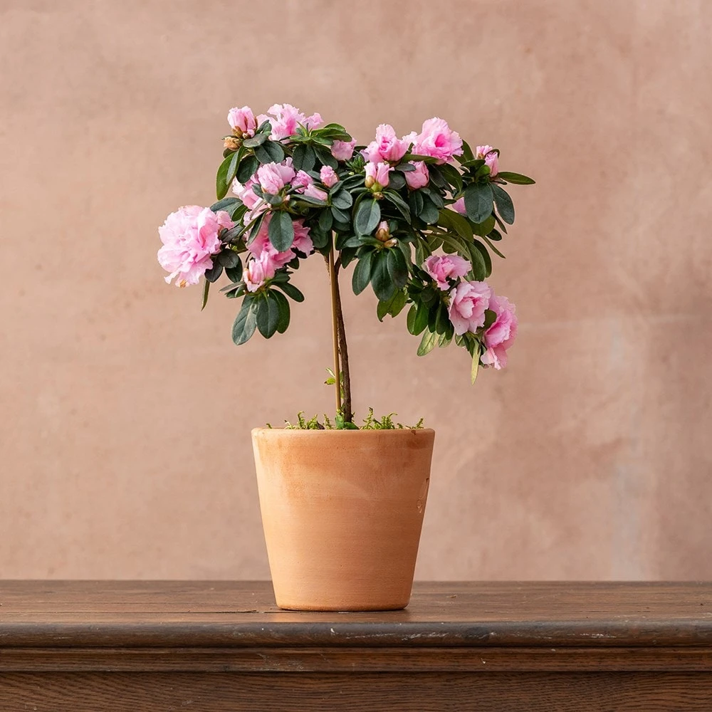 Azalea Simsii Standard Pink - Image 2
