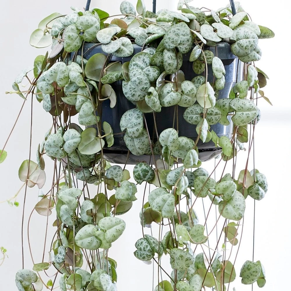 Ceropegia Linearis Subsp. Woodii - Image 4