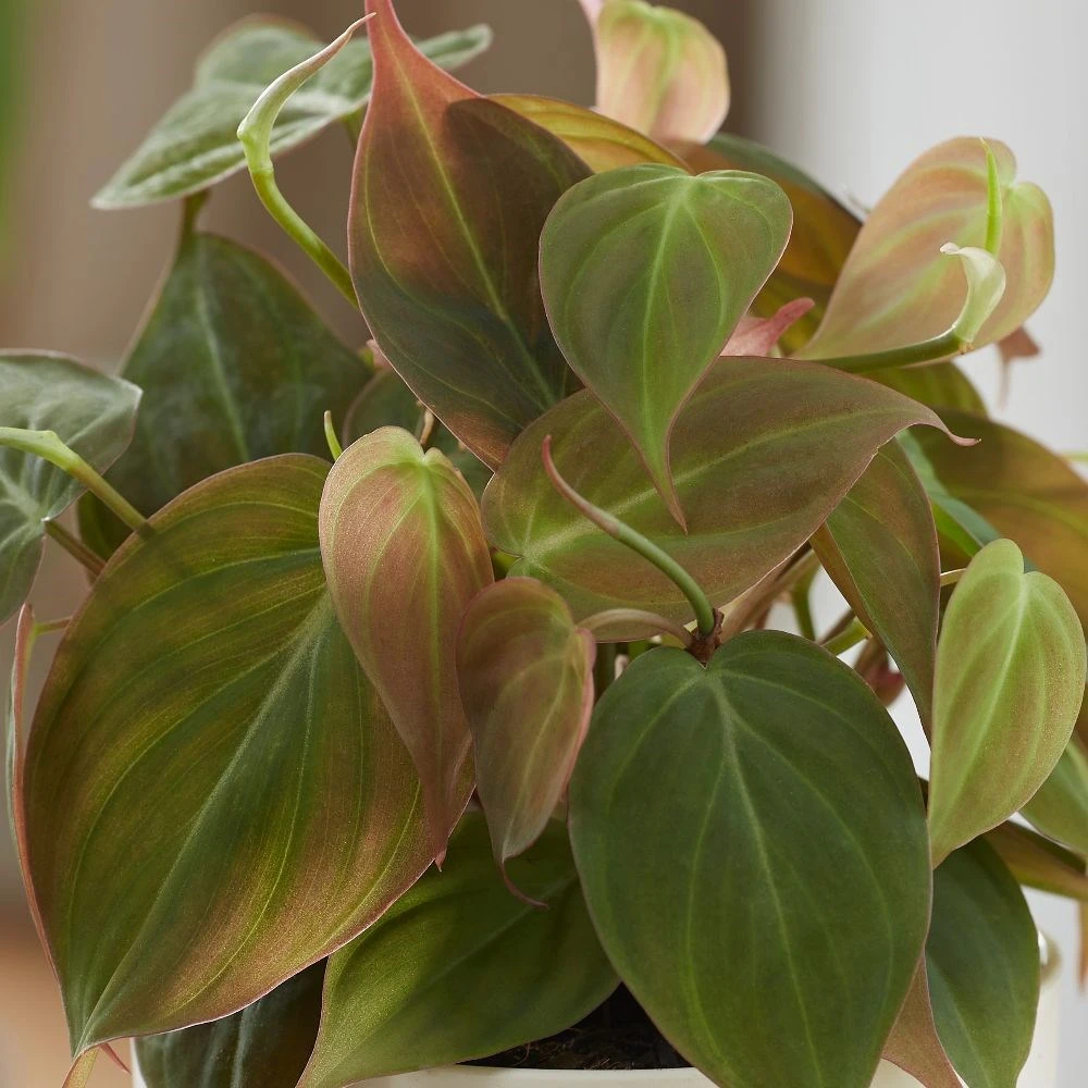 Philodendron Scandens 'Micans' - Image 2