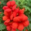 Campsis × Tagliabuana Summer Jazz Fire Trumpet ('Takarazuka Fresa') (Summer Jazz Series) (PBR)
