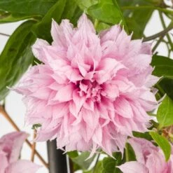 Clematis Multi Pink ('ST17333') (PBR)