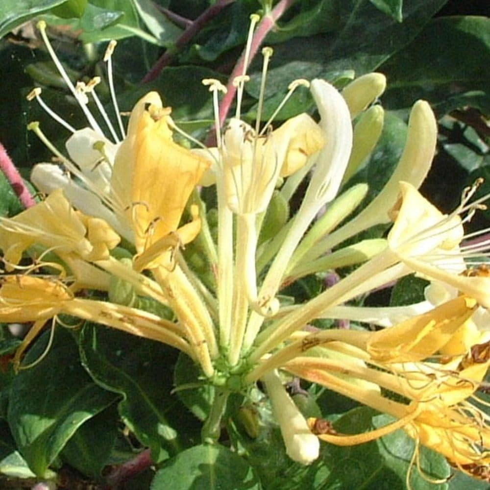 Lonicera Periclymenum 'Sweet Sue' - Image 2