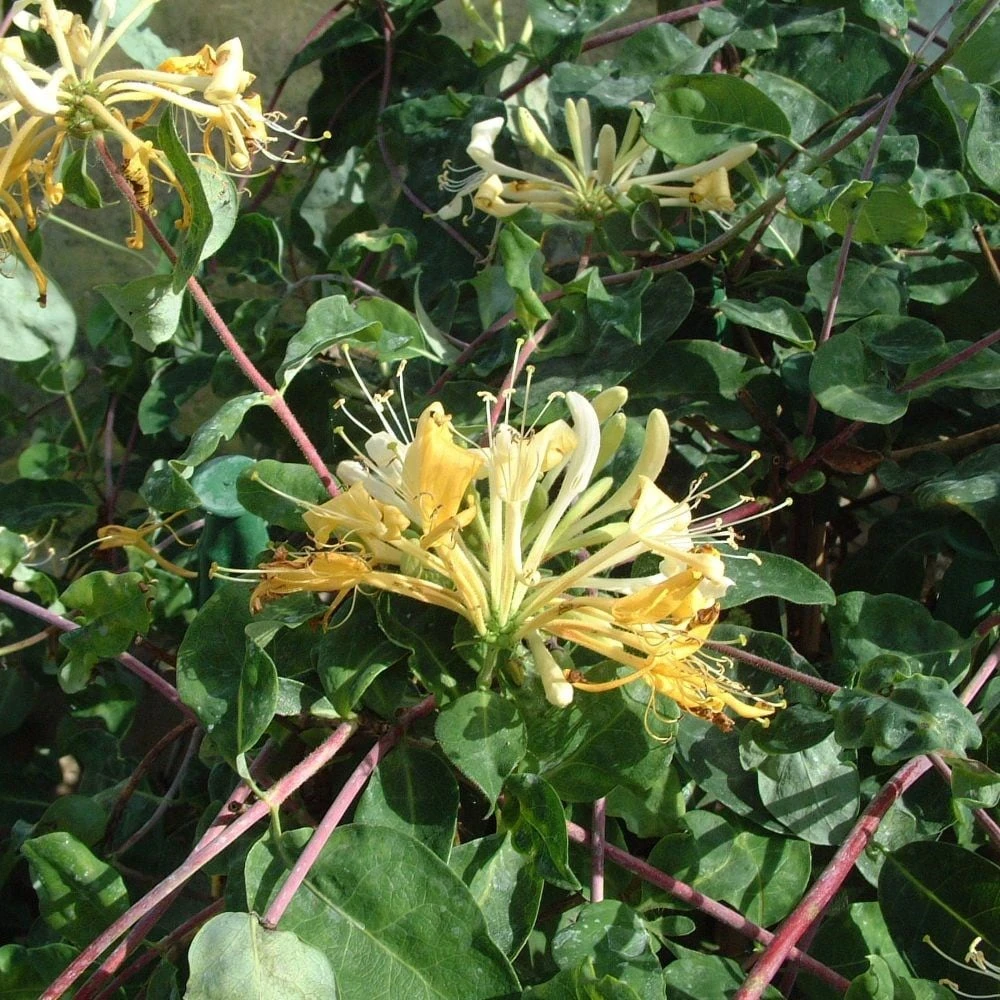 Lonicera Periclymenum 'Sweet Sue' - Image 3