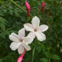 Jasminum Officinale 'Inverleith'
