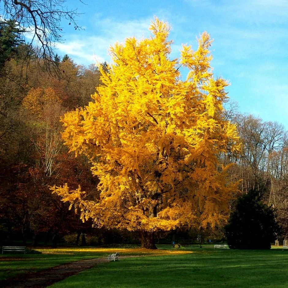 Ginkgo Biloba