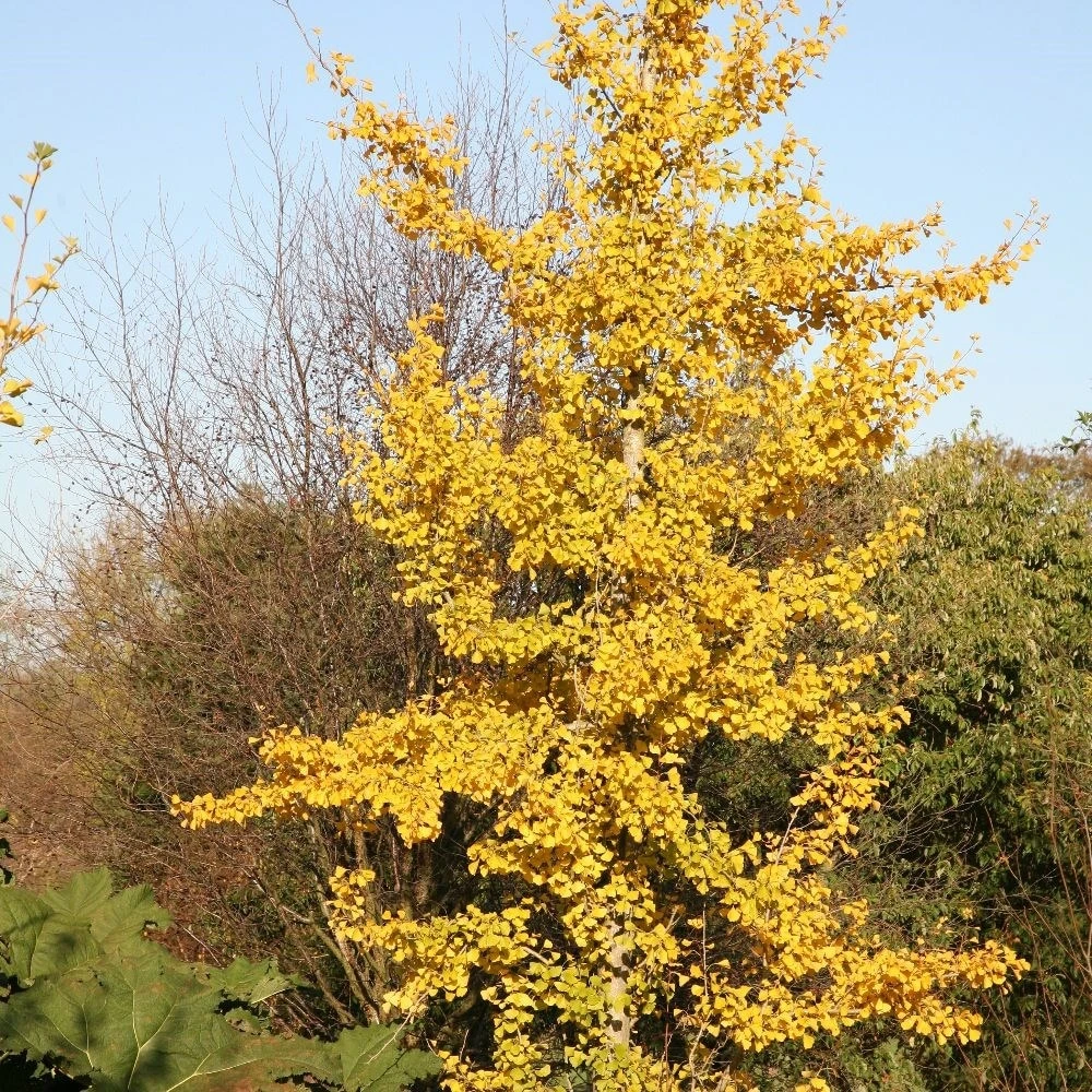 Ginkgo Biloba - Image 2