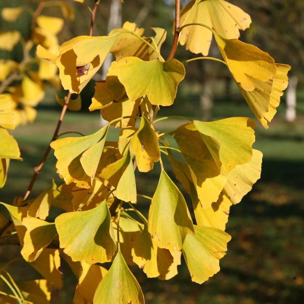 Ginkgo Biloba - Image 3