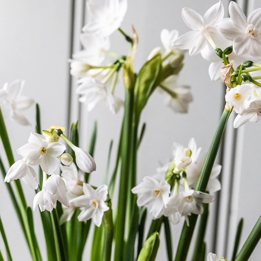 Perfumed Paperwhites & Terracotta Pot - Image 2