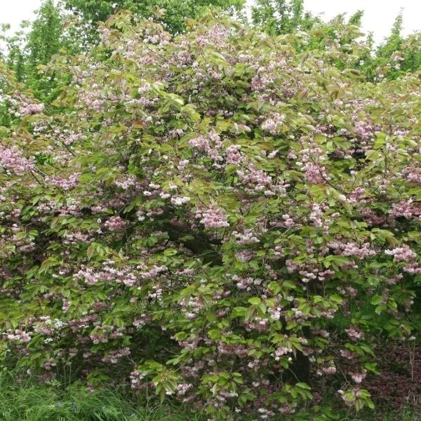 Prunus 'Kofugen' - Image 2