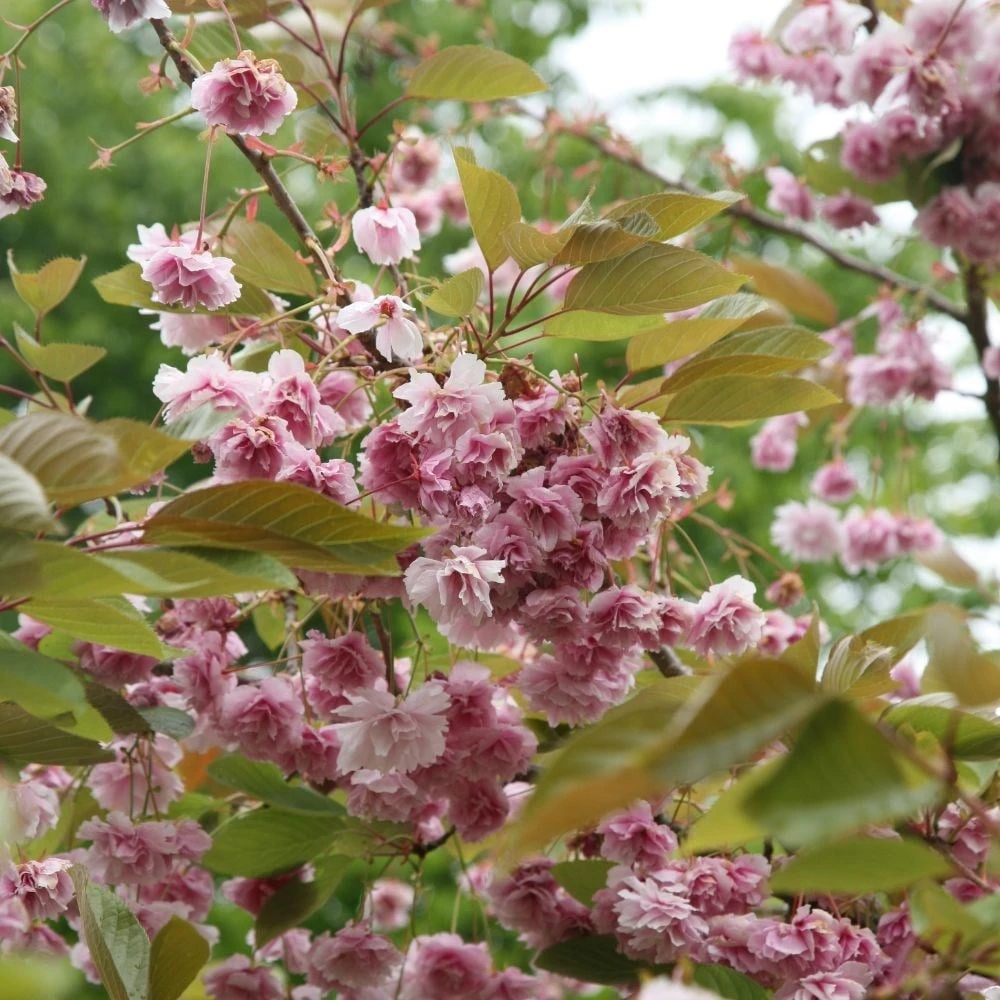 Prunus 'Kofugen' - Image 3