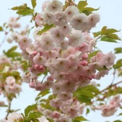 Prunus 'Ichiyo'