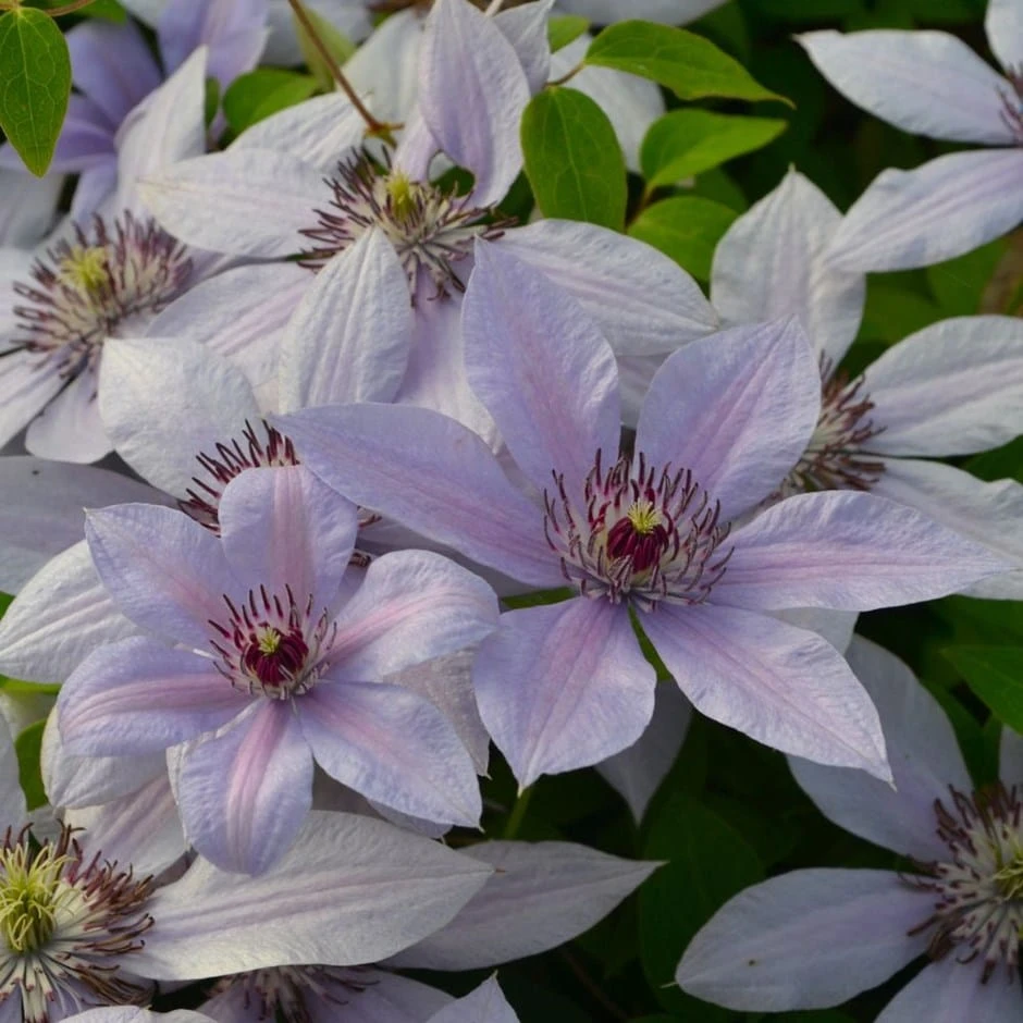 Clematis Bernadine ('Evipo 061') (PBR) (Boulevard Series)