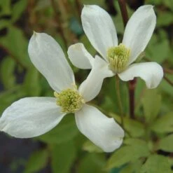 Clematis Montana Var. Wilsonii