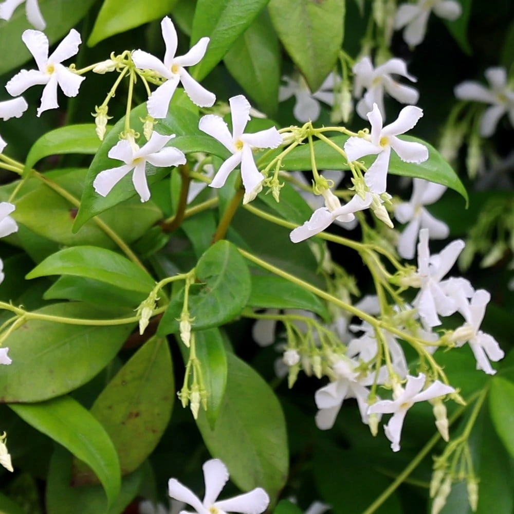 Trachelospermum Jasminoides - Image 4
