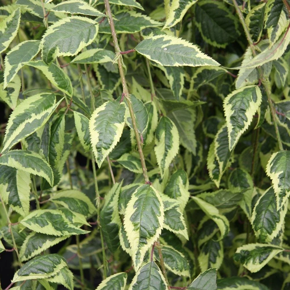 Prunus Frilly Frock ('Fpmspl') - Image 2