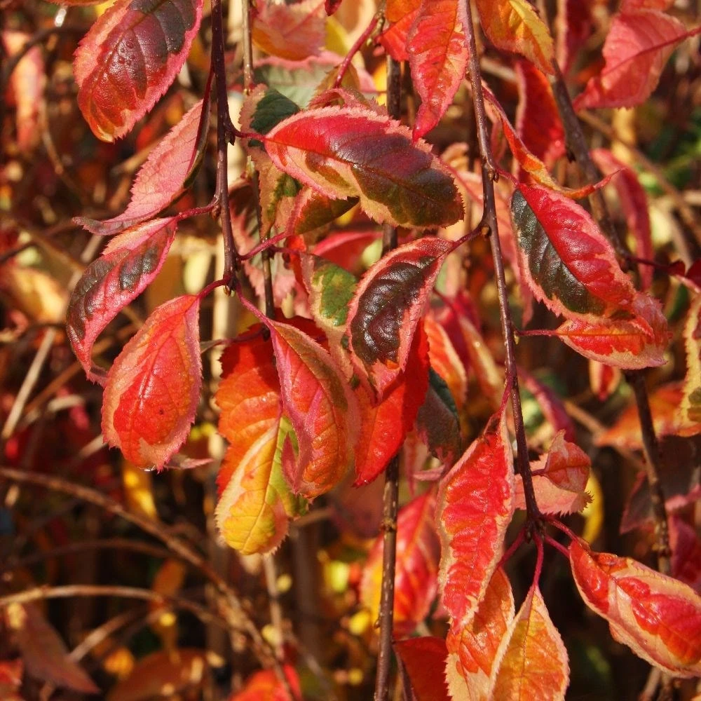 Prunus Frilly Frock ('Fpmspl') - Image 3
