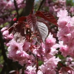 Prunus 'Royal Burgundy'