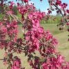 Malus × Purpurea 'Crimson Cascade'