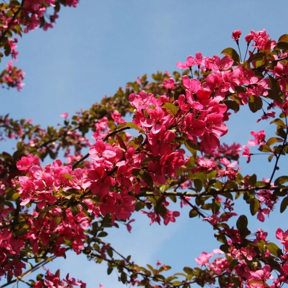 Malus 'Prairie Fire'
