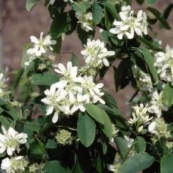 Amelanchier Alnifolia 'Obelisk' (PBR)