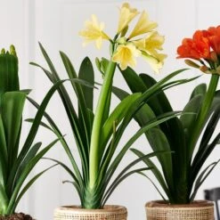 Clivia Miniata Var. Citrina