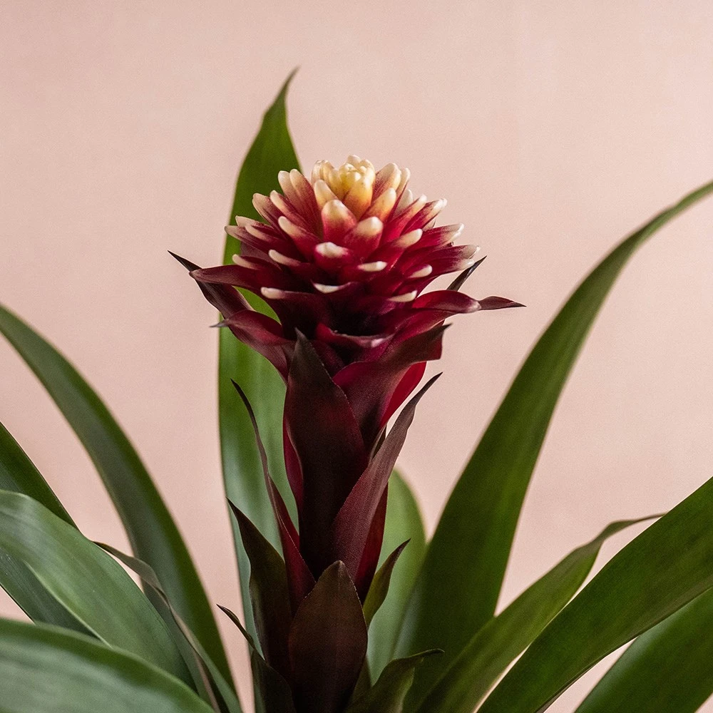 Guzmania Lingulata 'Francesca' - Image 2