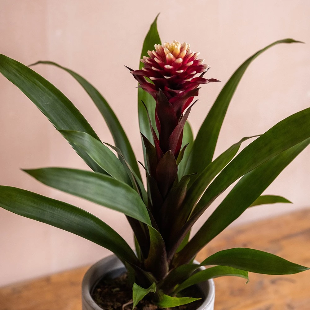 Guzmania Lingulata 'Francesca' - Image 3