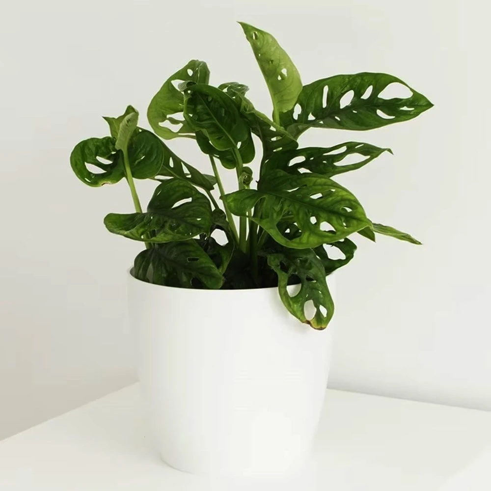 Monstera Adansonii - Image 2