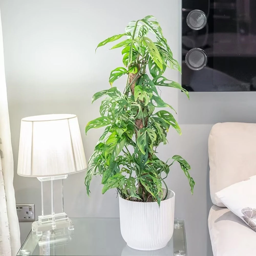 Monstera Adansonii - Image 3