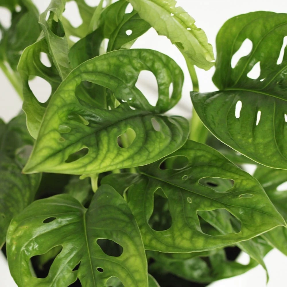 Monstera Adansonii - Image 4